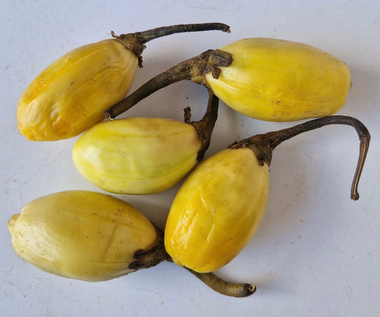 Angivy malgache ou aubergine amères de couleur jaune