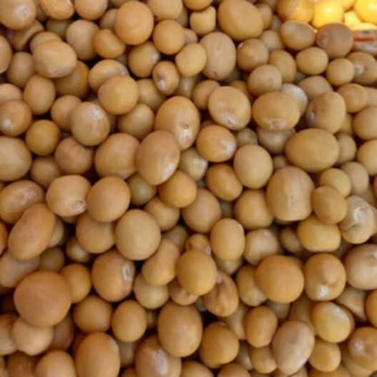 Pois de Bambara "Voanjobory maina"