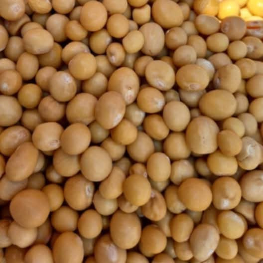 Pois de Bambara "Voanjobory maina"
